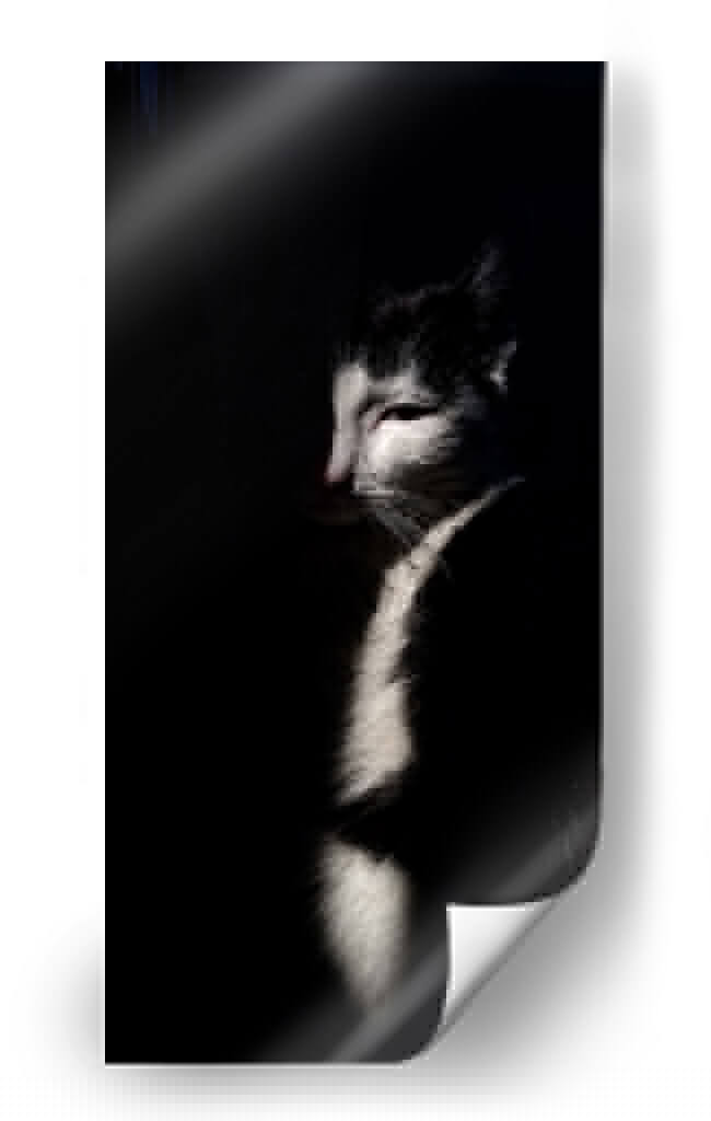 Felino misterioso | Cuadro decorativo de Canvas Lab