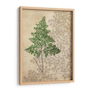 Helechos Británicos I - John Butler | Cuadro decorativo de Canvas Lab