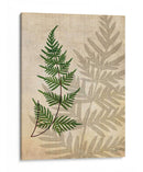 Fernos Británicos Iii - John Butler | Cuadro decorativo de Canvas Lab