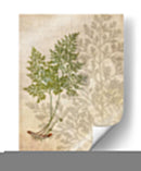 Férinas Británicas Iv - John Butler | Cuadro decorativo de Canvas Lab