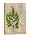 Helechos Británicos Vi - John Butler | Cuadro decorativo de Canvas Lab