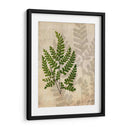 Helechos Británicos Vi - John Butler | Cuadro decorativo de Canvas Lab