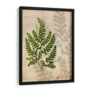 Helechos Británicos Vi - John Butler | Cuadro decorativo de Canvas Lab