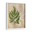 Helechos Británicos Vi - John Butler | Cuadro decorativo de Canvas Lab