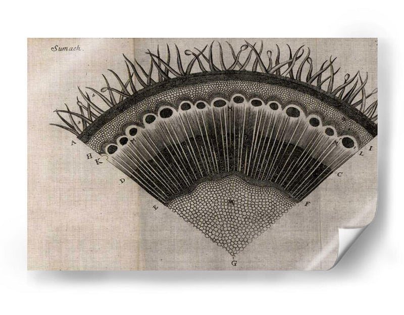 Ventilador De Árbol Iii - John Butler | Cuadro decorativo de Canvas Lab