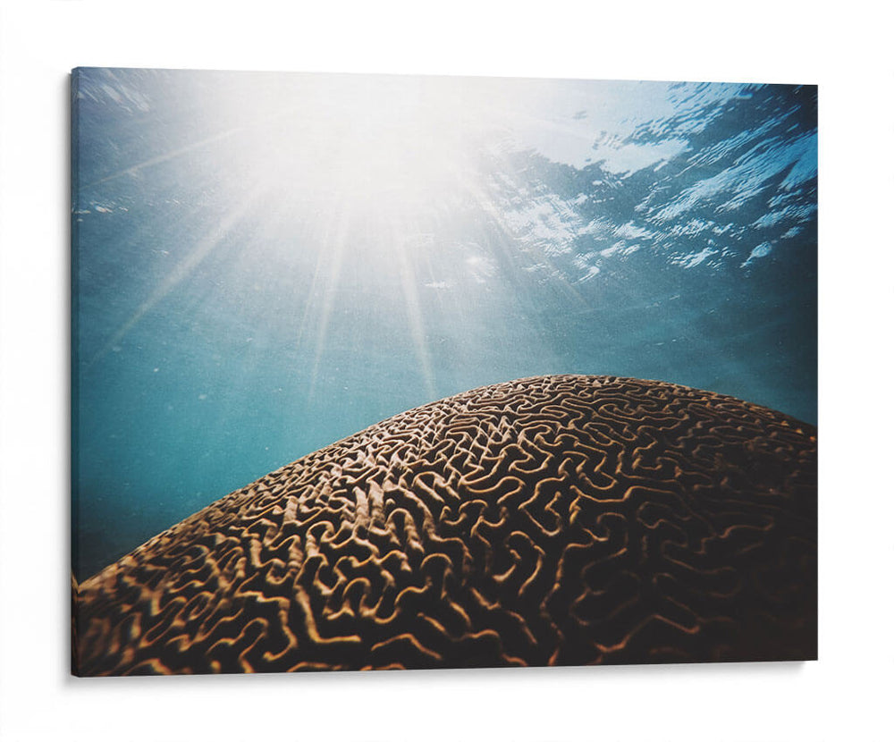 Coral seco bajo el mar | Cuadro decorativo de Canvas Lab