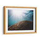 Coral seco bajo el mar | Cuadro decorativo de Canvas Lab