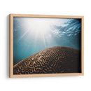 Coral seco bajo el mar | Cuadro decorativo de Canvas Lab