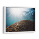 Coral seco bajo el mar | Cuadro decorativo de Canvas Lab