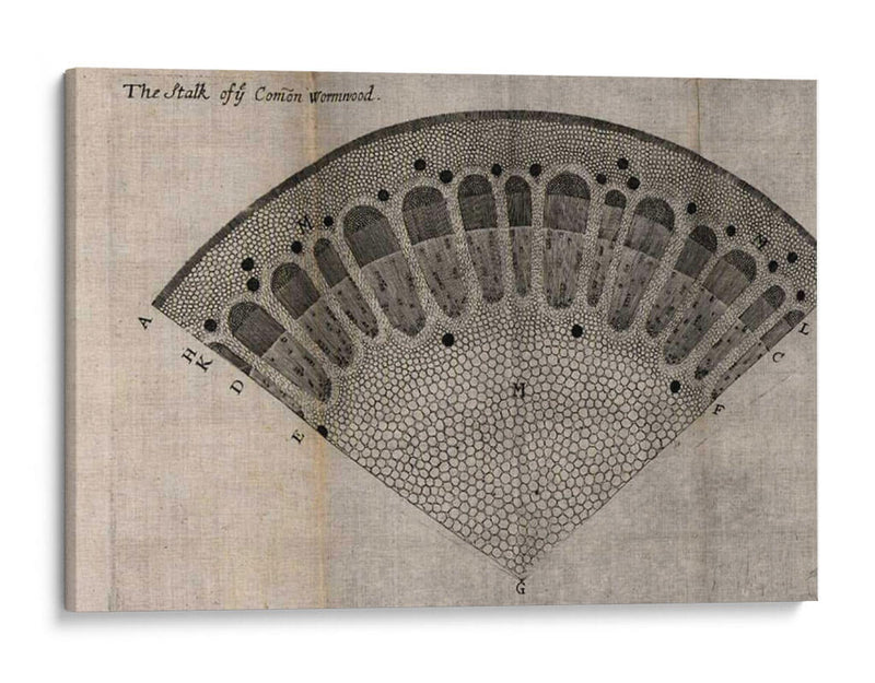 Ventilador De Árbol Vi - John Butler | Cuadro decorativo de Canvas Lab