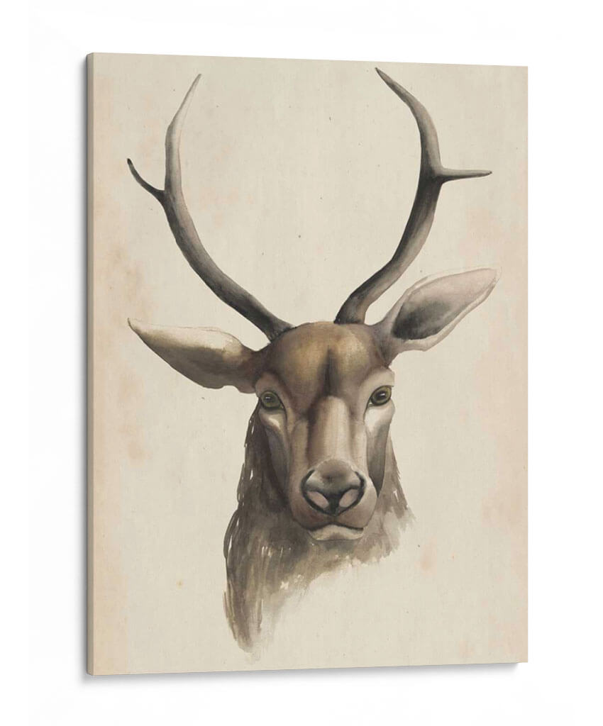 Estudio Animal De Acuarela I - Grace Popp | Cuadro decorativo de Canvas Lab