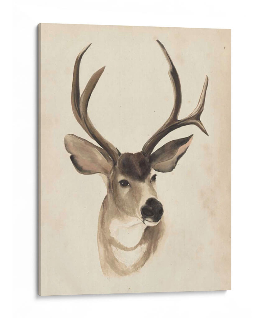 Estudio Animal Acuarela Ii - Grace Popp | Cuadro decorativo de Canvas Lab