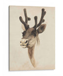 Estudio Animal De Acuarela Iii - Grace Popp | Cuadro decorativo de Canvas Lab