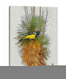 Avian Tropics Ii - Chris Vest | Cuadro decorativo de Canvas Lab