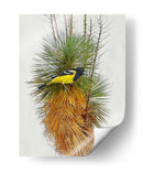 Avian Tropics Ii - Chris Vest | Cuadro decorativo de Canvas Lab