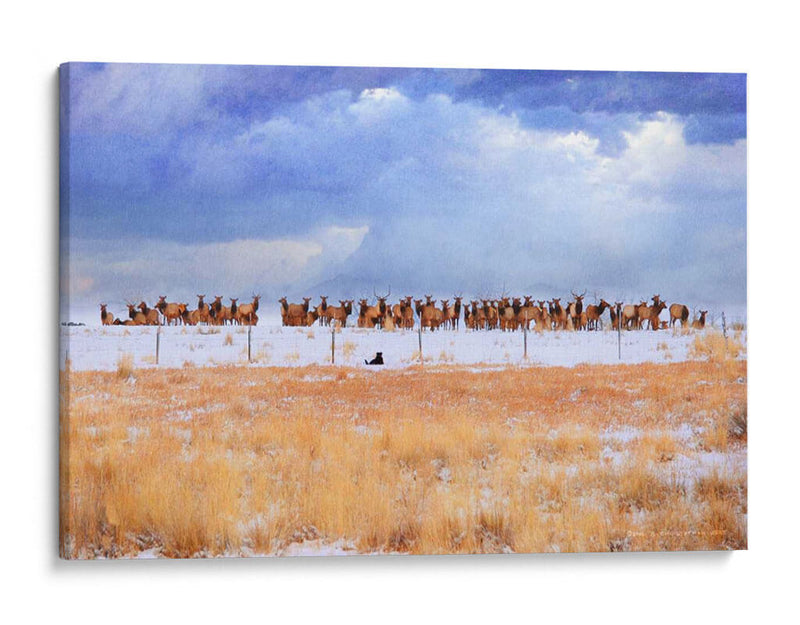 Zippy Y Los Alces - Chris Vest | Cuadro decorativo de Canvas Lab