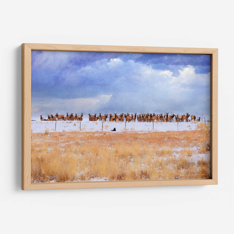 Zippy Y Los Alces - Chris Vest | Cuadro decorativo de Canvas Lab
