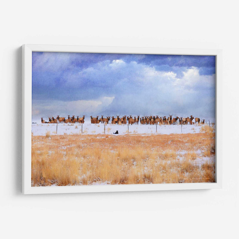 Zippy Y Los Alces - Chris Vest | Cuadro decorativo de Canvas Lab