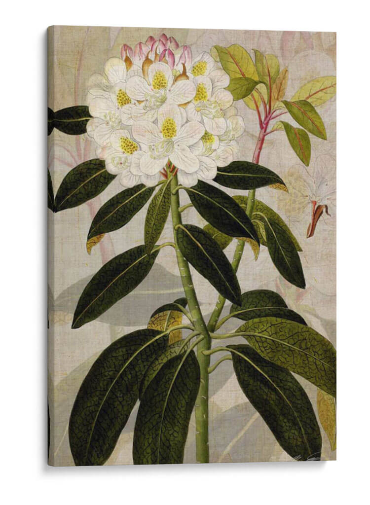 Rododendro I - John Butler | Cuadro decorativo de Canvas Lab