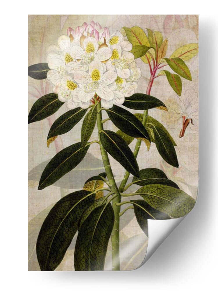Rododendro I - John Butler | Cuadro decorativo de Canvas Lab