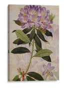Rododendro Ii - John Butler | Cuadro decorativo de Canvas Lab