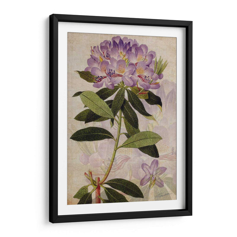 Rododendro Ii - John Butler | Cuadro decorativo de Canvas Lab