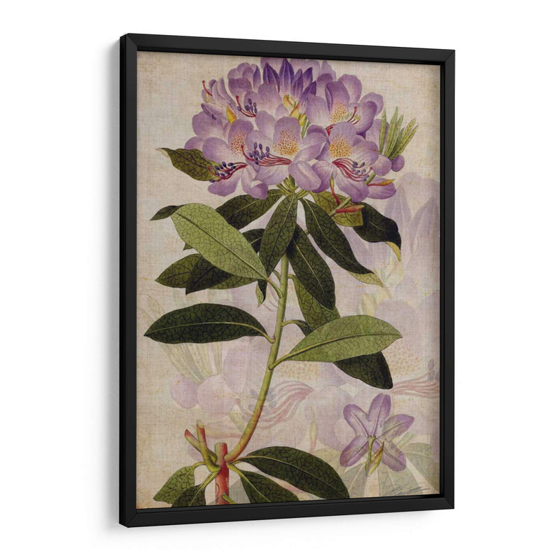 Rododendro Ii - John Butler | Cuadro decorativo de Canvas Lab