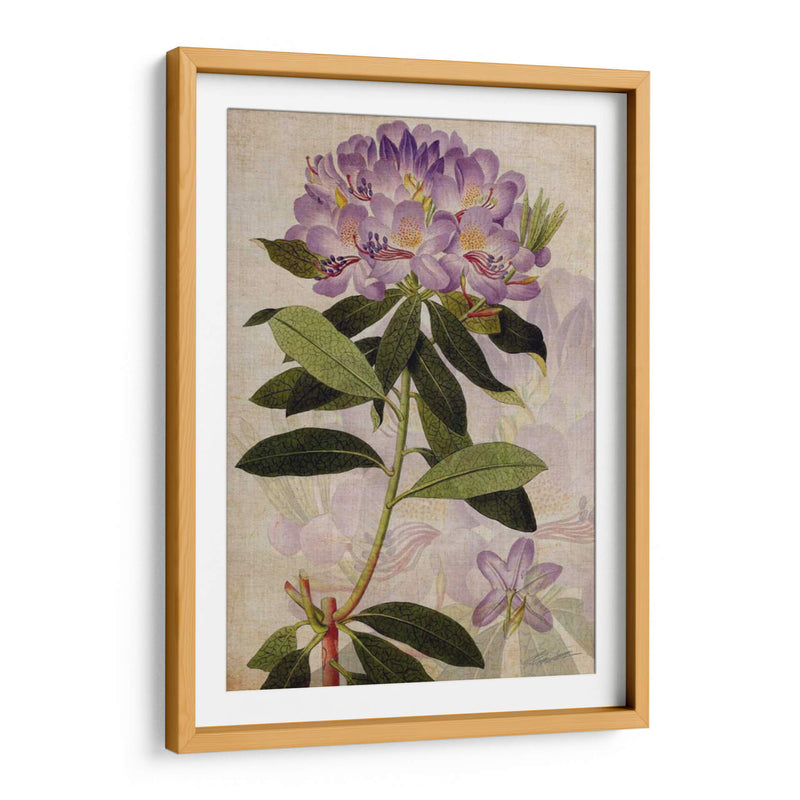 Rododendro Ii - John Butler | Cuadro decorativo de Canvas Lab