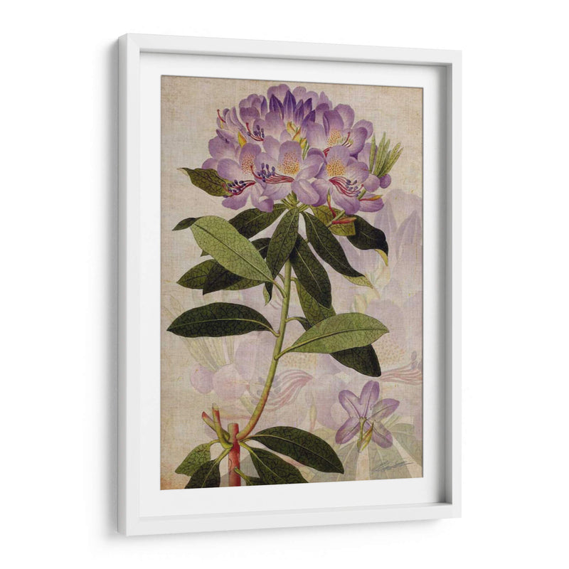 Rododendro Ii - John Butler | Cuadro decorativo de Canvas Lab