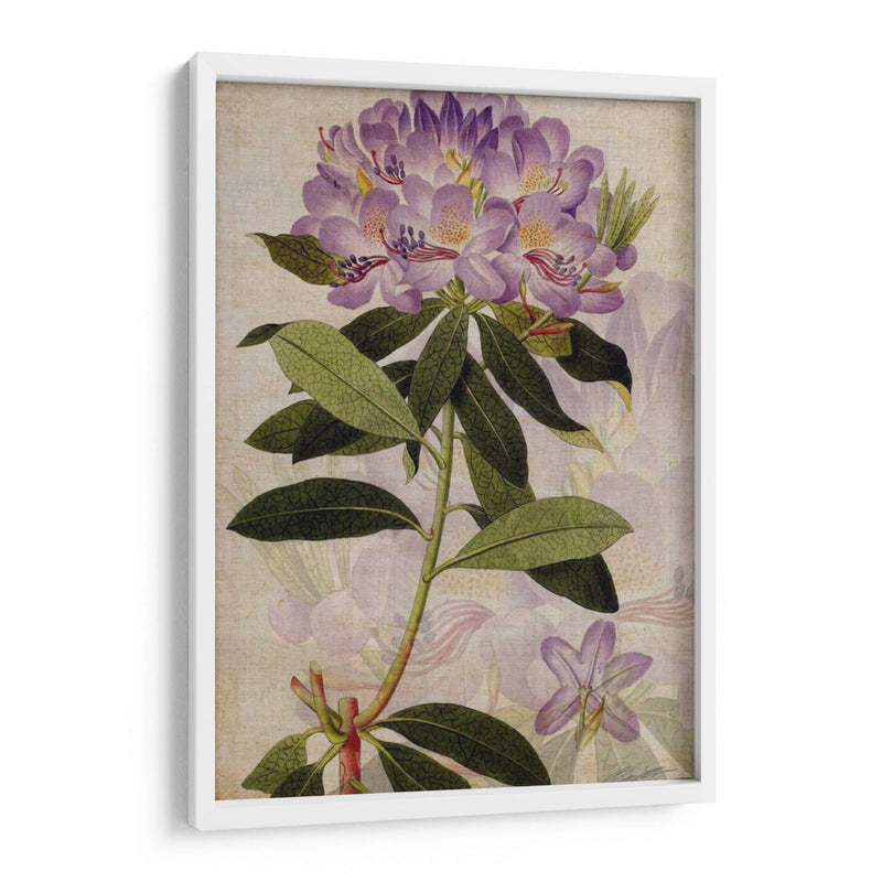 Rododendro Ii - John Butler | Cuadro decorativo de Canvas Lab