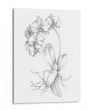 Boceto Botánico V - Ethan Harper | Cuadro decorativo de Canvas Lab