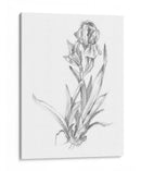 Bosquejo Botánico Vi - Ethan Harper | Cuadro decorativo de Canvas Lab