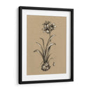 Bosquejo Botánico Blanco Y Negro Ii - Ethan Harper | Cuadro decorativo de Canvas Lab