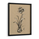 Bosquejo Botánico Blanco Y Negro Ii - Ethan Harper | Cuadro decorativo de Canvas Lab