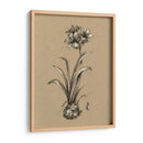 Bosquejo Botánico Blanco Y Negro Ii - Ethan Harper | Cuadro decorativo de Canvas Lab