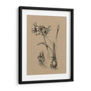 Bosquejo Botánico Blanco Y Negro Iv - Ethan Harper | Cuadro decorativo de Canvas Lab