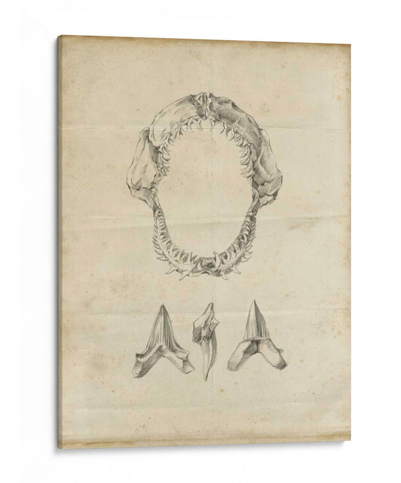 Estudio De Tiburón I - Ethan Harper | Cuadro decorativo de Canvas Lab