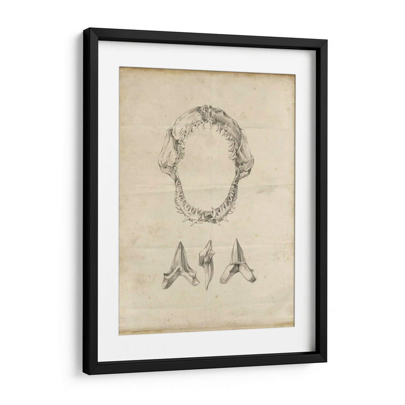 Estudio De Tiburón I - Ethan Harper | Cuadro decorativo de Canvas Lab