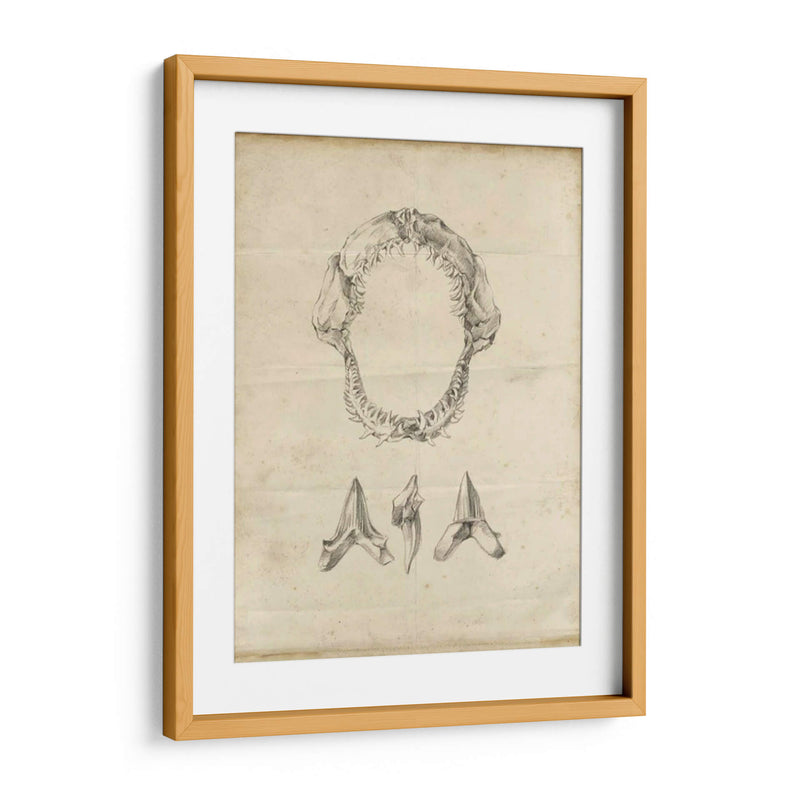 Estudio De Tiburón I - Ethan Harper | Cuadro decorativo de Canvas Lab