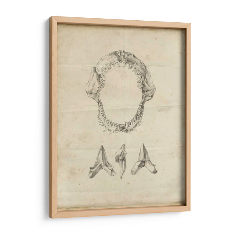 Estudio De Tiburón I - Ethan Harper | Cuadro decorativo de Canvas Lab