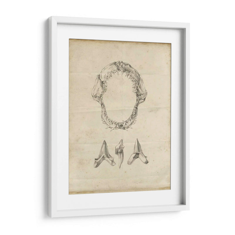 Estudio De Tiburón I - Ethan Harper | Cuadro decorativo de Canvas Lab