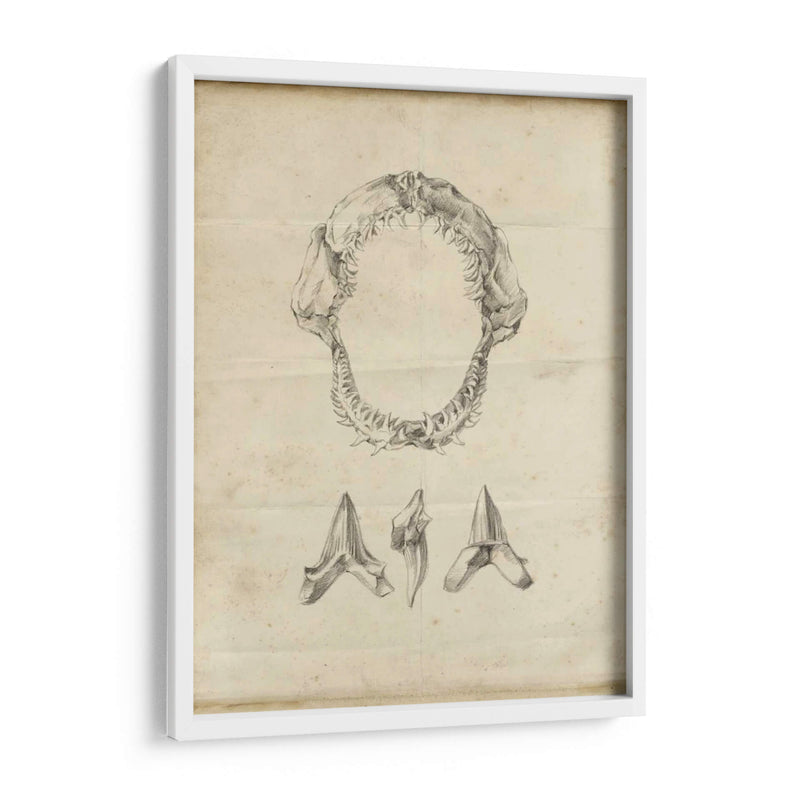 Estudio De Tiburón I - Ethan Harper | Cuadro decorativo de Canvas Lab