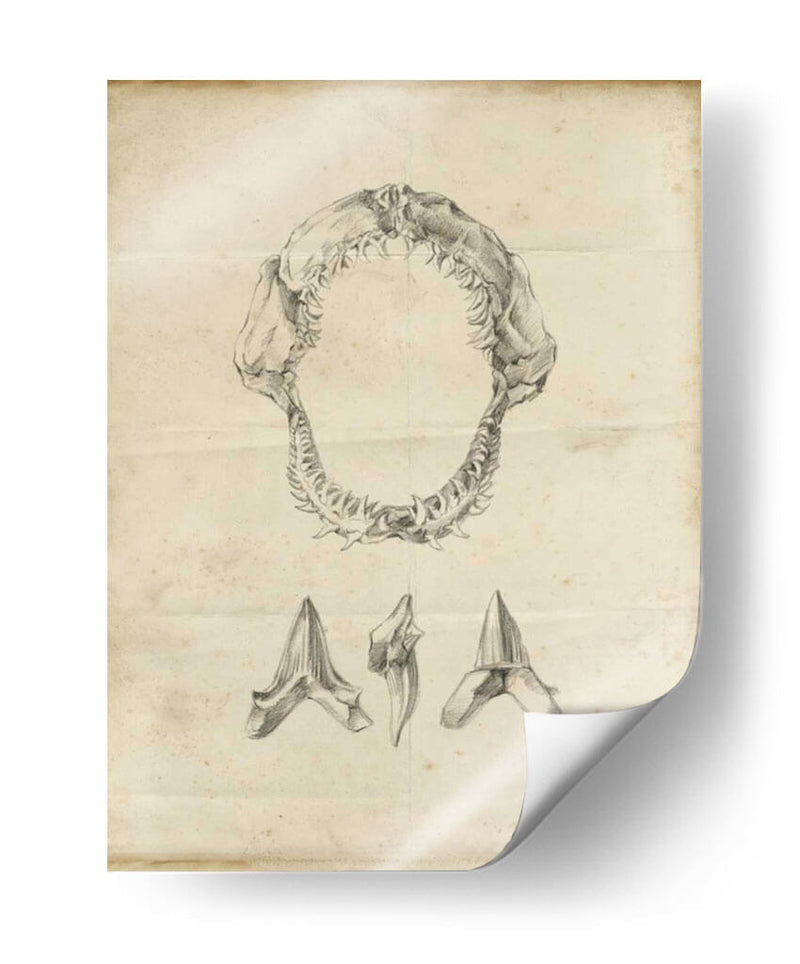 Estudio De Tiburón I - Ethan Harper | Cuadro decorativo de Canvas Lab