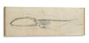 Estudio De Ballena I - Ethan Harper | Cuadro decorativo de Canvas Lab