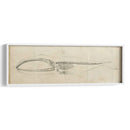 Estudio De Ballena I - Ethan Harper | Cuadro decorativo de Canvas Lab