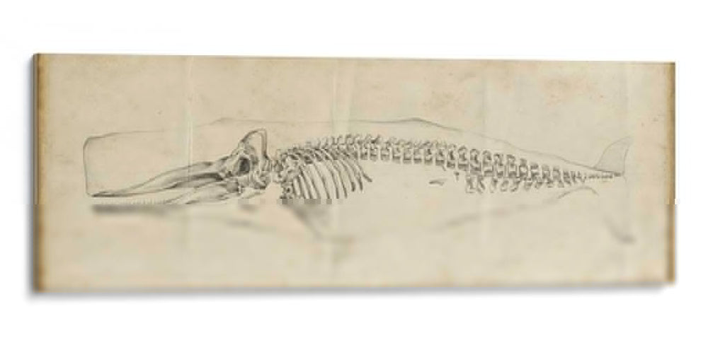 Estudio De Ballenas Ii - Ethan Harper | Cuadro decorativo de Canvas Lab