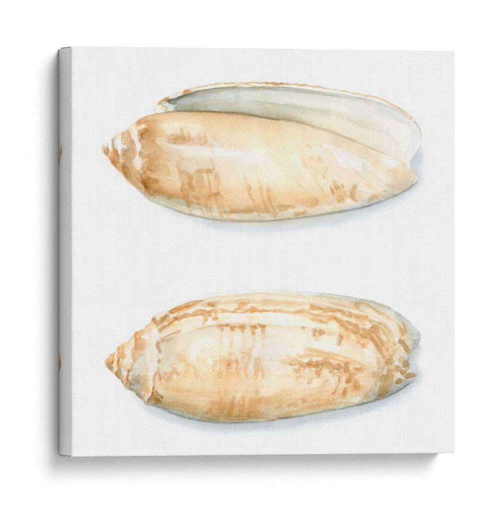 Cáscaras De Acuarela V - Megan Meagher | Cuadro decorativo de Canvas Lab