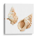 Conchas De Acuarela Vii - Megan Meagher | Cuadro decorativo de Canvas Lab