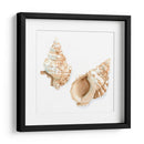 Conchas De Acuarela Vii - Megan Meagher | Cuadro decorativo de Canvas Lab
