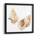 Conchas De Acuarela Vii - Megan Meagher | Cuadro decorativo de Canvas Lab
